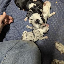 Australian Shepherd and Great Dane Puppies from AEW Farm