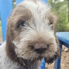 Etta - Brown roan female Spinone Italiano puppy in Alachua, Florida from Asperida Spinoni and Dachshunds