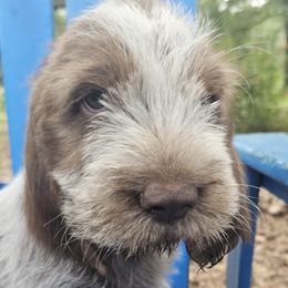 Etta - Brown roan female Spinone Italiano puppy in Alachua, Florida from Asperida Spinoni and Dachshunds