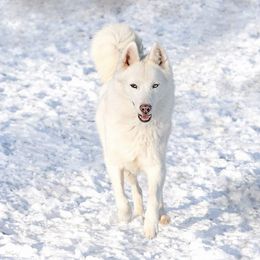 Siberian Husky Puppies from Breezy Valley Siberians