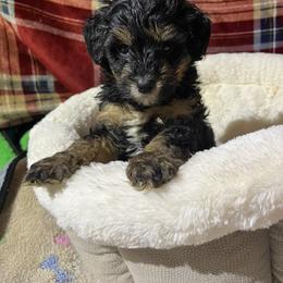 Summit - Tri-color male Bernedoodle puppy in Springfield, Missouri from Doodle Dandy Bernedoodles & Aussiedoodles