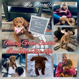 Goldendoodle Puppies from Lu Doodles