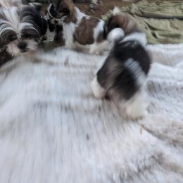 Shih Tzu Puppies from We Shih Tzu Not!