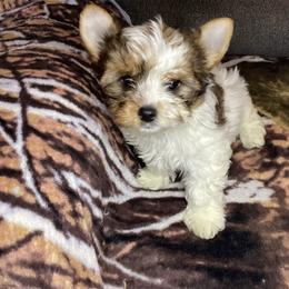 Boy - Black tan and white male Biewer Terrier puppy in Madisonville, Tennessee from Heavenly Yorkies in Southeast Tennessee