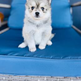Rice Krispy - Silver female Pomsky puppy in Yavapai County, Arizona from Pawsh Pomskies