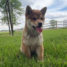Zania - Sesame female Shiba Inu puppy in Covington, Ohio from Rustic Country Shibas