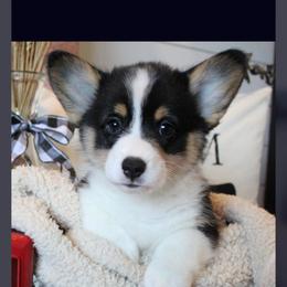 Pembroke Welsh Corgi Puppies from Rhone River Farm Pembroke Welsh Corgis