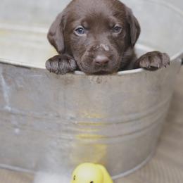 Labrador Retriever Puppies from AGL Retrievers