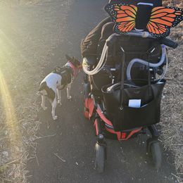 Rat Terrier Puppies from Haiku Rat Terriers