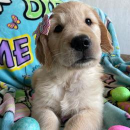 Ms. Purple (Princess Ariel) - Golden female Golden Retriever puppy in Umatilla, Florida from AT Marvelous Kennels (AKA AT Marvelous Pet Services)
