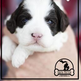 Australian Labradoodle Puppies from South Mitten Labradoodles