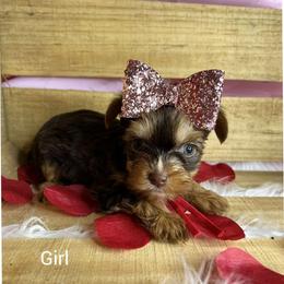 Yorkshire Terrier Puppies from Kruz Kennels