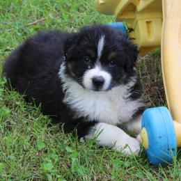 Anderson - Black tri-color male Australian Shepherd puppy in Kansas, Oklahoma from Windy G Farm