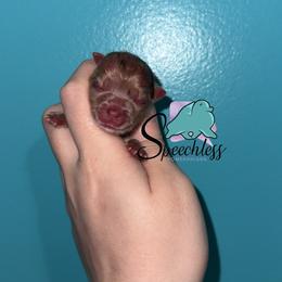 Alberto - Chocolate merle male Pomeranian puppy in Perry County, Ohio from Speechless Pom’s