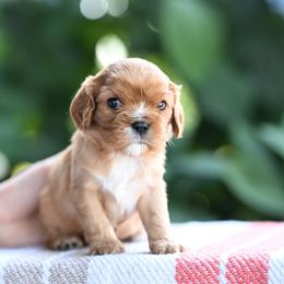 Harbor - Ruby female Cavalier King Charles Spaniel puppy in Sugarcreek, Ohio from Chocolate Cavalier