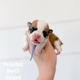 Duchess - Blue - Red female Pembroke Welsh Corgi puppy in Milan, Georgia from Williams’ Welsh Corgis LLC