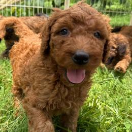 Cheese - Red male Bordoodle puppy in Canfield, Ohio from Poo's Doo's & Inu's