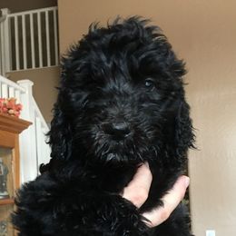 Goldendoodle Puppies from Goodyear golden doodles