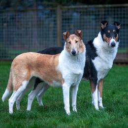 Collie puppies from Arabella Collies
