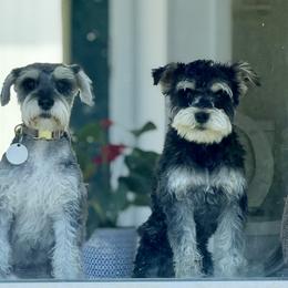 Miniature Schnauzer All Grown Up from Alfredo Sepulveda