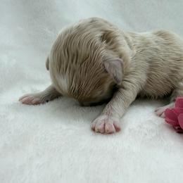 June bug - Apricot female Maltipoo puppy in Turlock, California from 209PuppiesCaliforniaMaltipoo