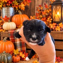 Luna - Black female Morkie puppy in Tampa Bay, Florida from Woodpecker Ridge Pups