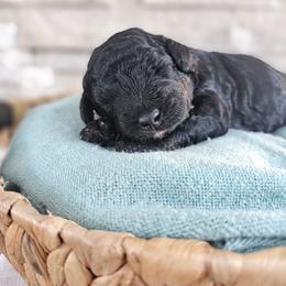 Ganges - Phantom male Bernedoodle puppy in Marshall, Michigan from Whispering Aspen Homestead