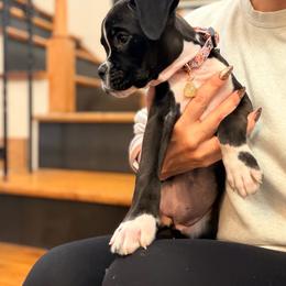 Trixie - Brindle female Boxer puppy in Upper Sandusky, Ohio from Rock Run Homestead