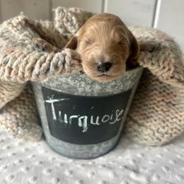 Turquoise - Apricot female Goldendoodle puppy in Grand Blanc, Michigan from Perry Farm Doodles