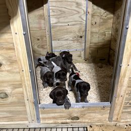 German Shorthaired Pointer Puppies from Harris Enterprise & Kennels LLC