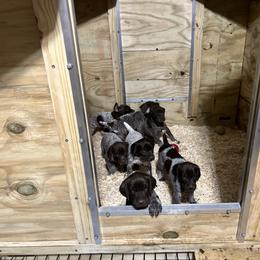 German Shorthaired Pointer Puppies from Harris Enterprise & Kennels LLC