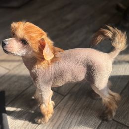 Franz - Brown male Chinese Crested puppy in Crook, Colorado from Colorado Cresteds