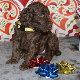 Poodle Puppies from RK'S Pets