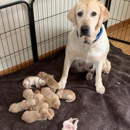 Labrador Retriever Puppies from Cary’s Buck Creek Retrievers