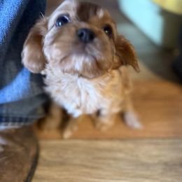 Will - Ruby male Cavalier King Charles Spaniel puppy in Lawton, Oklahoma from Wild Wishes Cavaliers