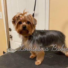Star - Yorkshire Terrier