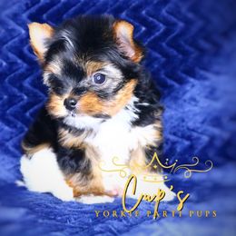 John - Parti male Yorkshire Terrier puppy in Austin, Arkansas from Cup's Yorkie Parti Pups