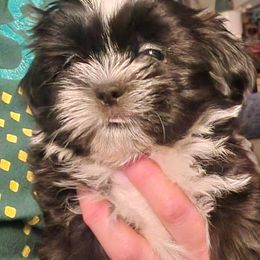 Male 2 - Black and white male Shih Tzu puppy in Augusta, Maine from Zulas Shih Tzu of Maine