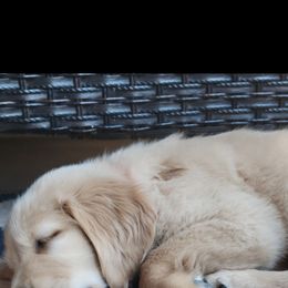 Golden Retriever Puppies from Country Road Golden Retrievers