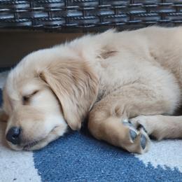 Golden Retriever Puppies from Country Road Golden Retrievers