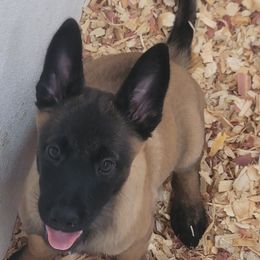 Girl 4 - Mahogany female Belgian Malinois puppy in Corpus Christi, Texas from Heavenly Firefly Belgian Malinois