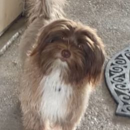 Ozzy - Havanese