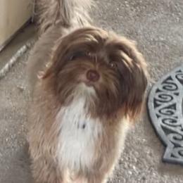 Ozzy - Havanese
