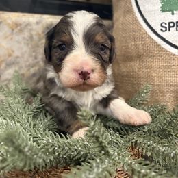 Girl 1 - female Bernedoodle puppy in Temecula, California from Country Hills Doodles