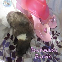 Backwoods Barbie - Sable and white female Collie puppy in Morocco, Indiana from Collegiate Bassets and Rheign Collies