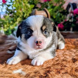 Mae - Black and tan female American Corgi puppy in Shawnee, Oklahoma from Sunray Ranch