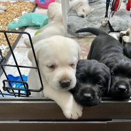 Labrador Retriever Puppies from Lost Woods Labradors
