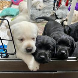 Labrador Retriever Puppies from Lost Woods Labradors