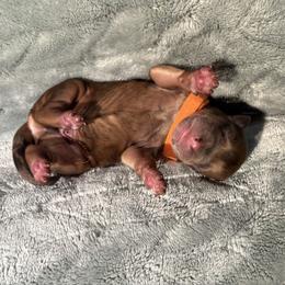 Sherbet - Merle male Whoodle puppy in Gladewater, Texas from Kalin’s K9s