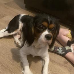 Zoe - Cavalier King Charles Spaniel
